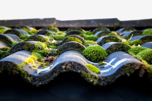 Roof Cleaning